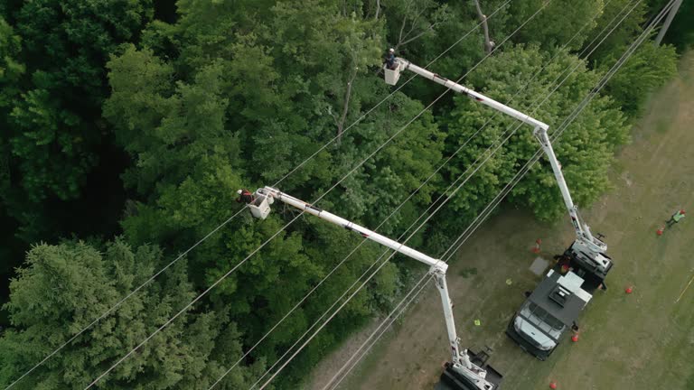 Best Hazardous Tree Removal  in Sardis, MS