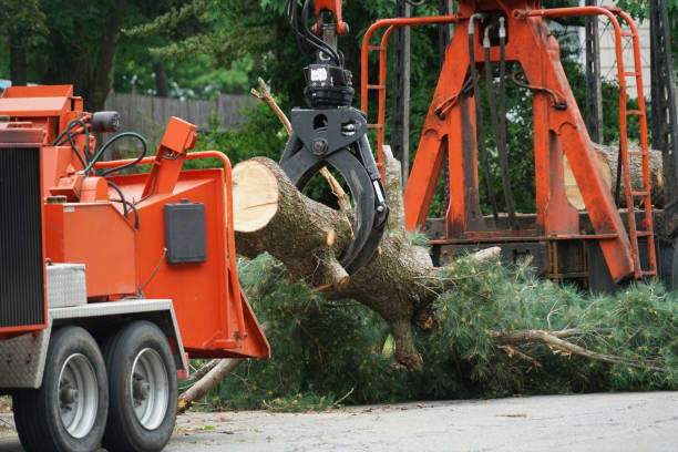 Trusted Sardis, MS Tree Care Services Experts